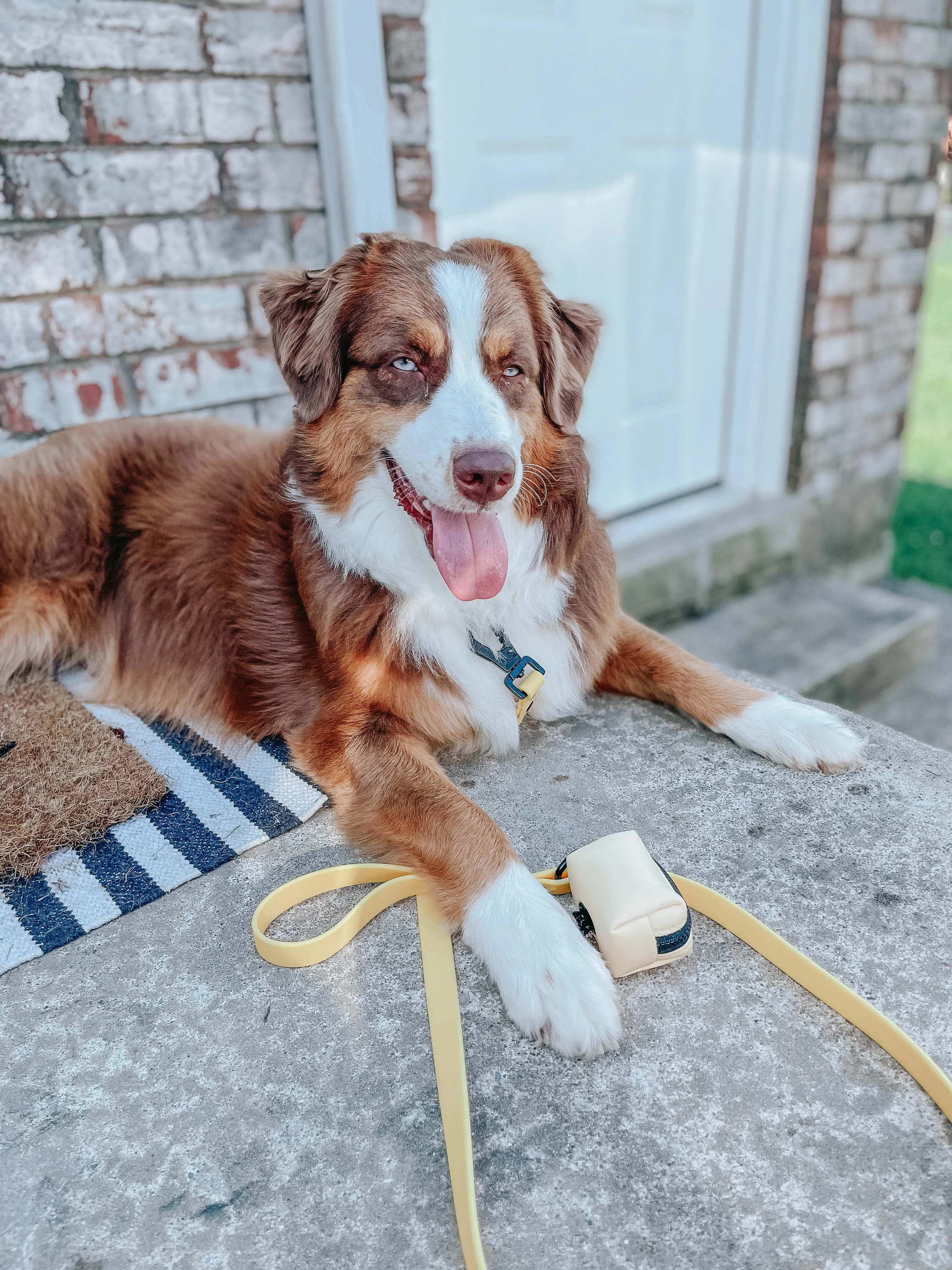 Dog Waterproof Leash - Yellow